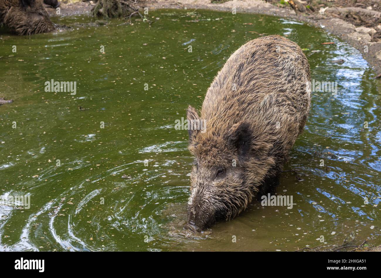 Ein wildes Schwein schrubbt in einer Wasserpfütze. Stockfoto