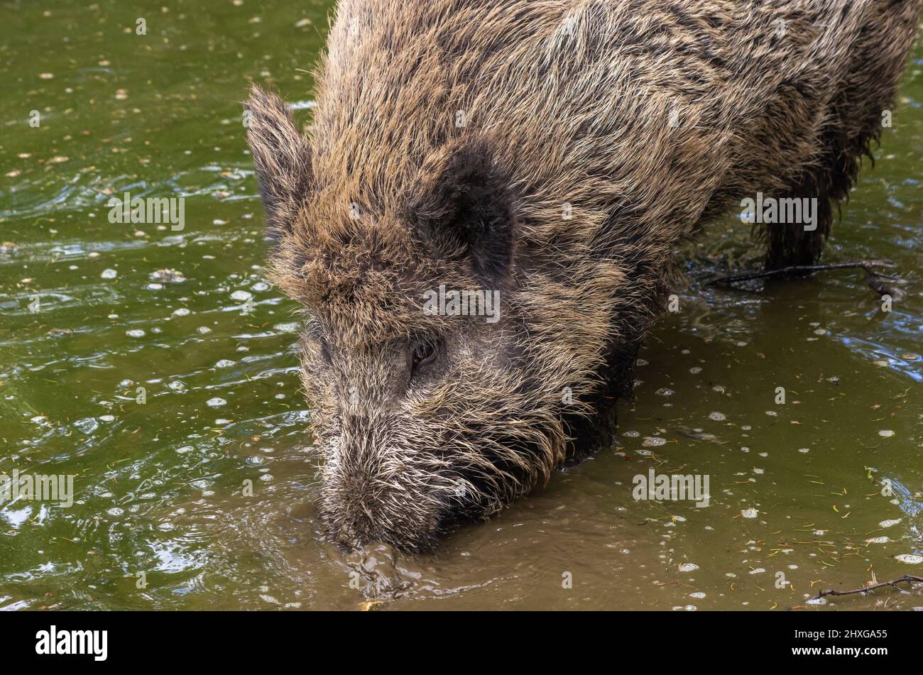 Ein wildes Schwein schrubbt in einer Wasserpfütze. Stockfoto