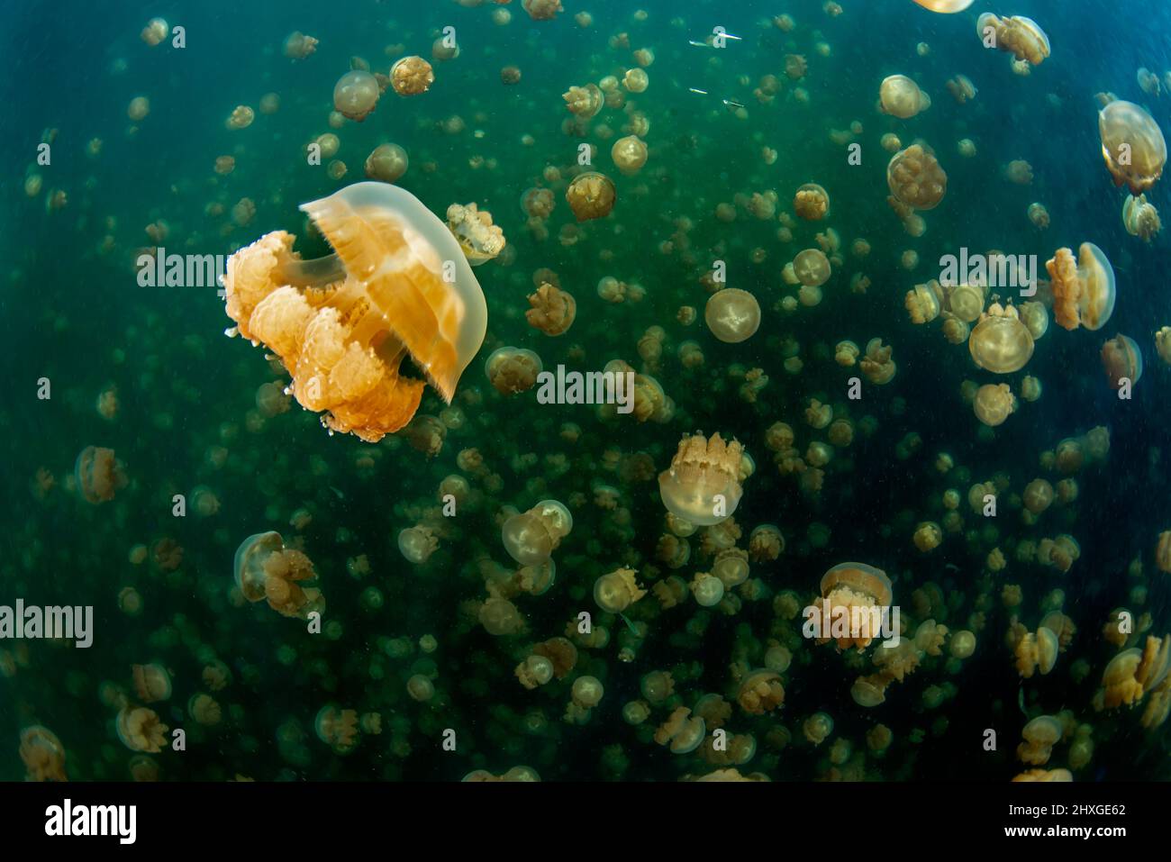 Goldene Quallen (Mastigias papua) des Jellyfish Lake, auf der Insel Eil Malk (Republik Palau, Mikronesien). Stockfoto