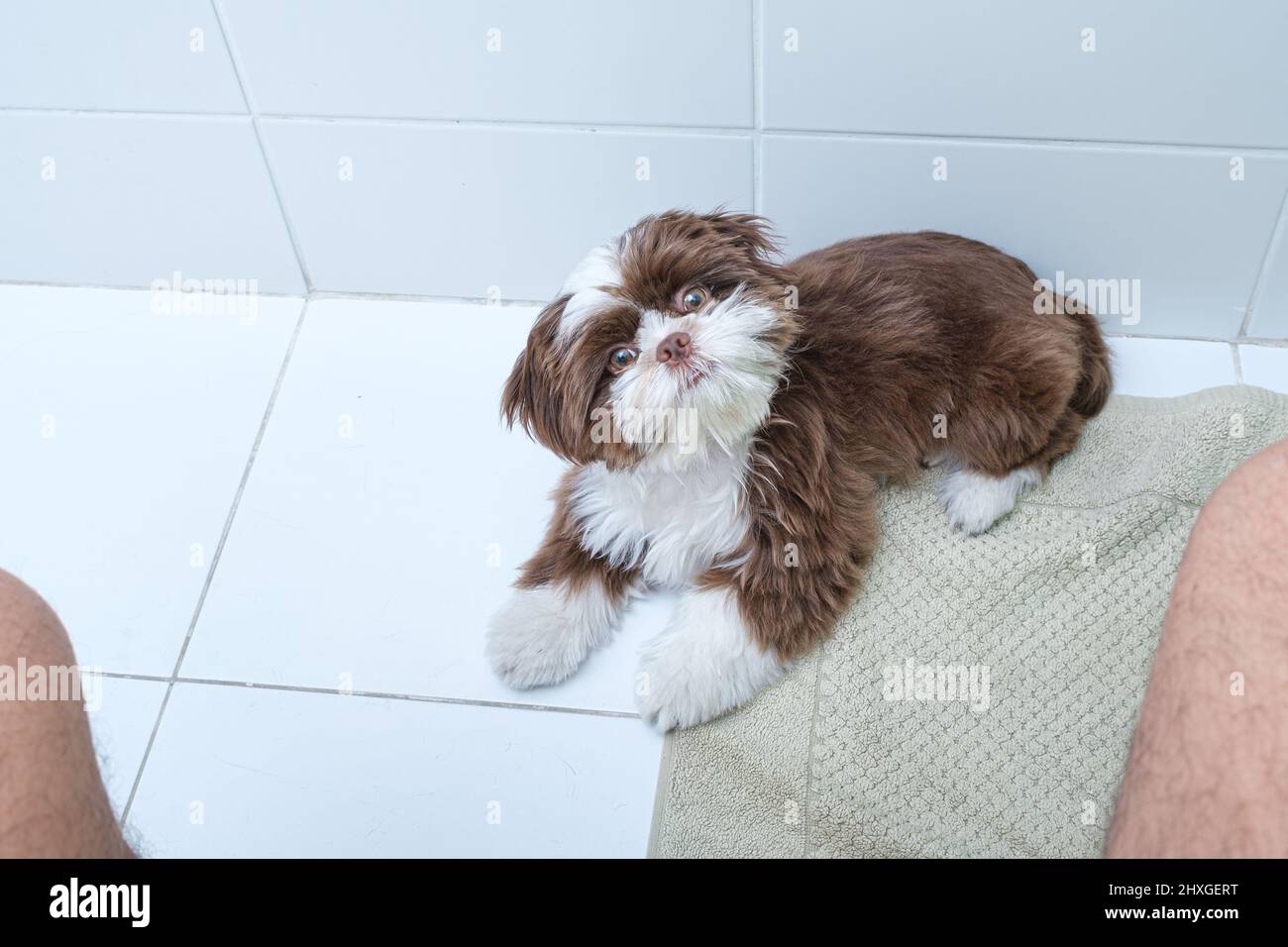 Shih Tzu Welpe liegt, Kopf gedreht und beobachtet Mann auf der Toilette. Stockfoto