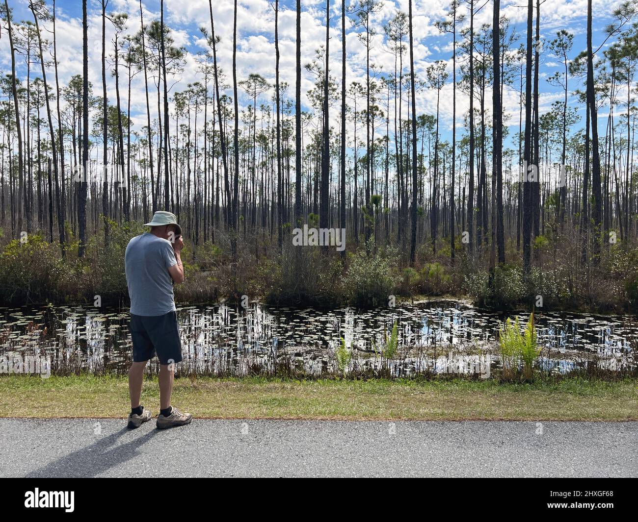 Auf dem Wildlife Drive im Okefenokee National Wildlife Refuge in der Nähe von Folkston, Georgia, hält ein Mann an, um Alligatoren am Straßenrand zu fotografieren. Stockfoto