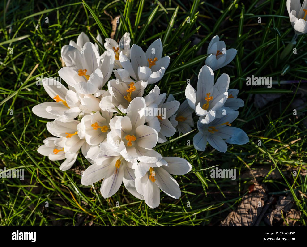 Nahaufnahme von bunten Krokussen in Blüte, die an sonnigen Tagen im Gras wachsen, Schottland, Großbritannien Stockfoto