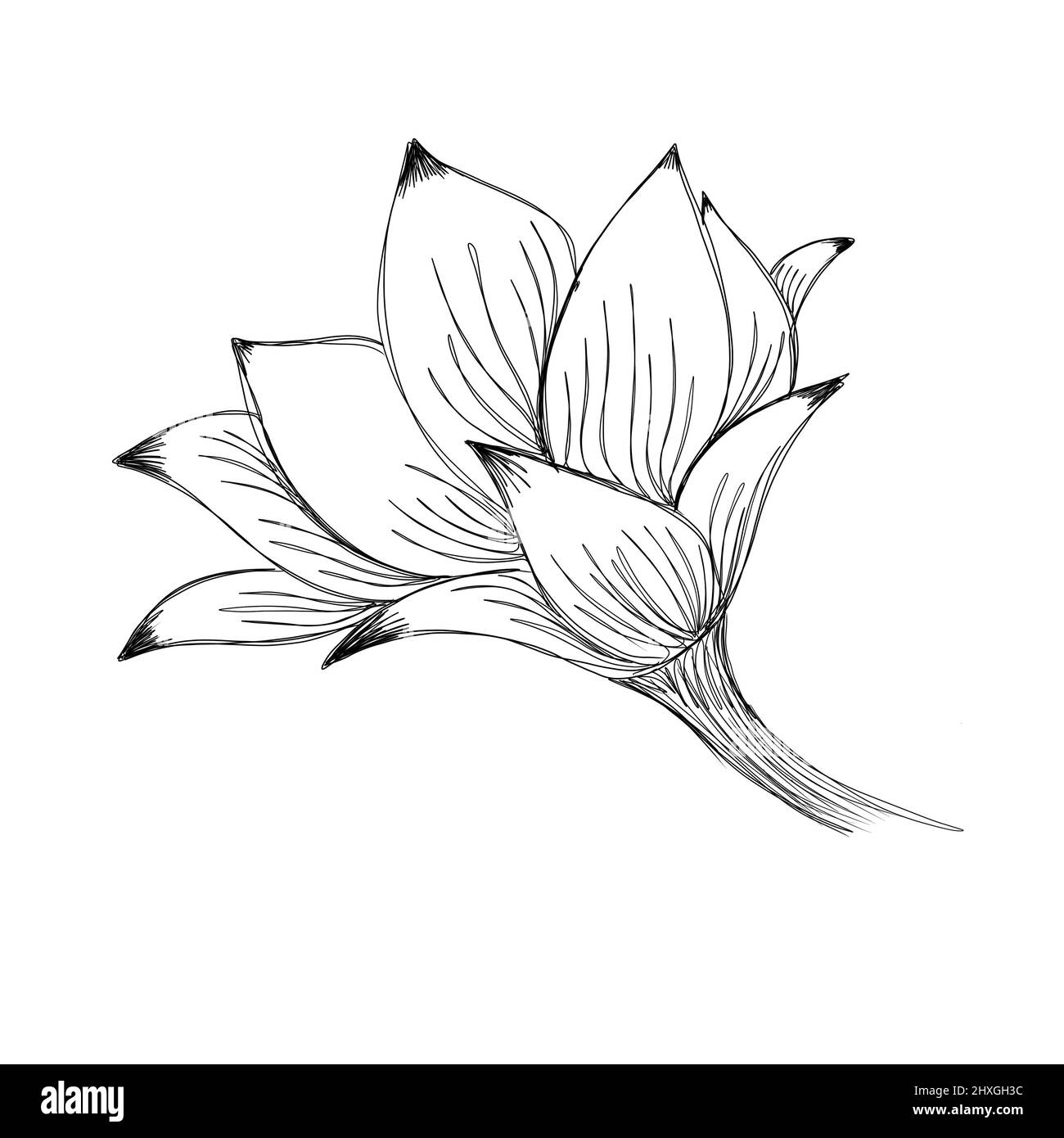Detaillierte Linienkunst-Skizze einer Magnolienblume Stockfoto