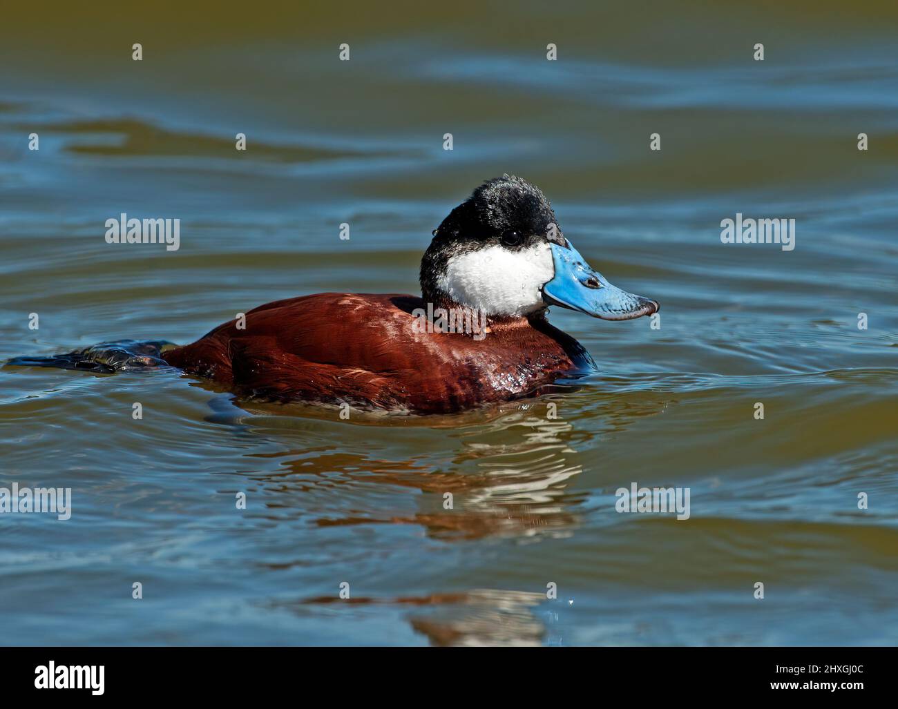 Ruddyente im Brutgefieder Stockfoto