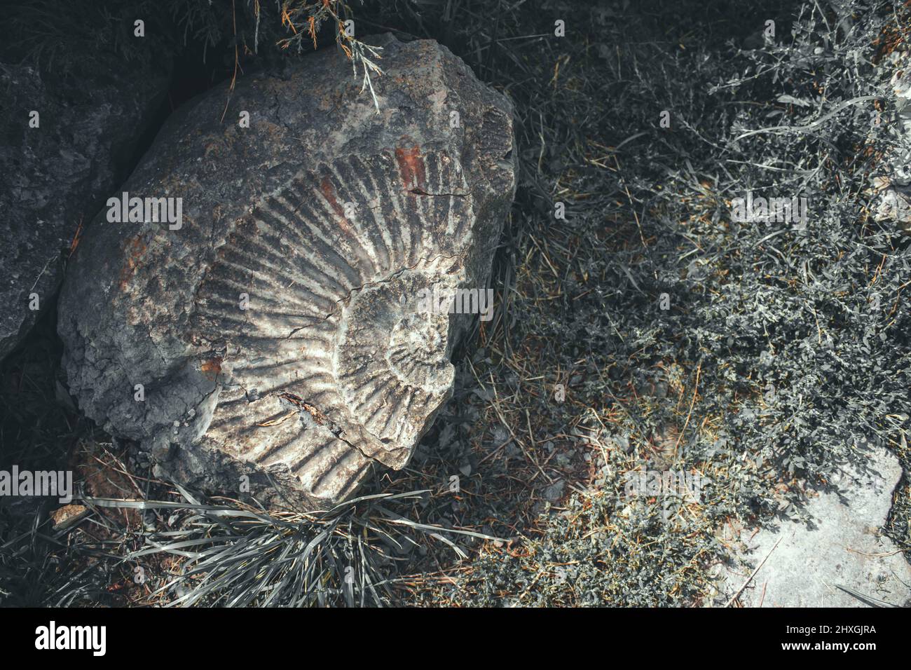 Ein alter Abguss eines Fossils. Sommerfotositzung 2021 Stockfoto