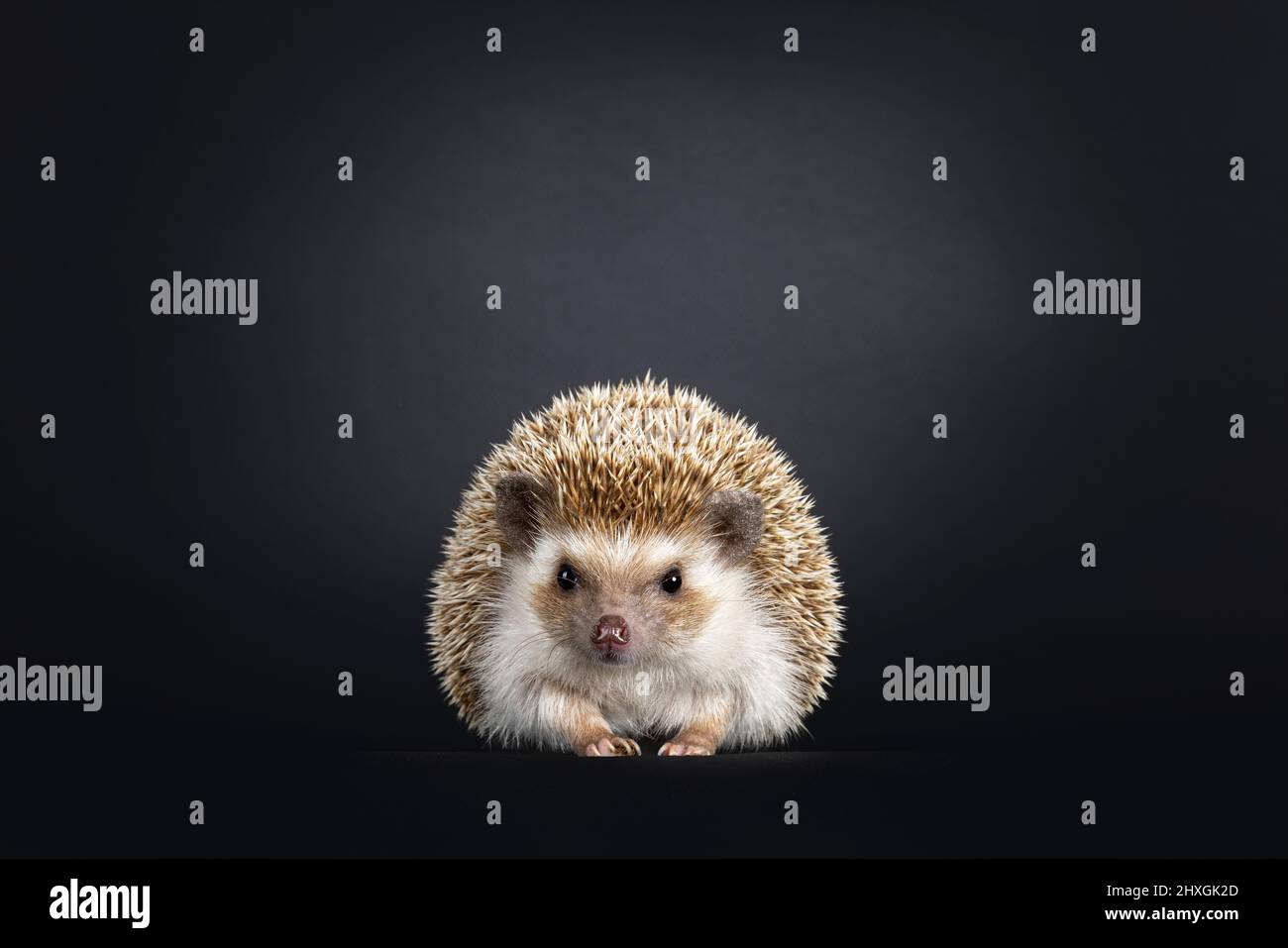 Eichen-brauner Pygmäenigel, der nach vorne zeigt. Blick direkt auf die Kamera. Isoliert auf schwarzem Hintergrund. Stockfoto