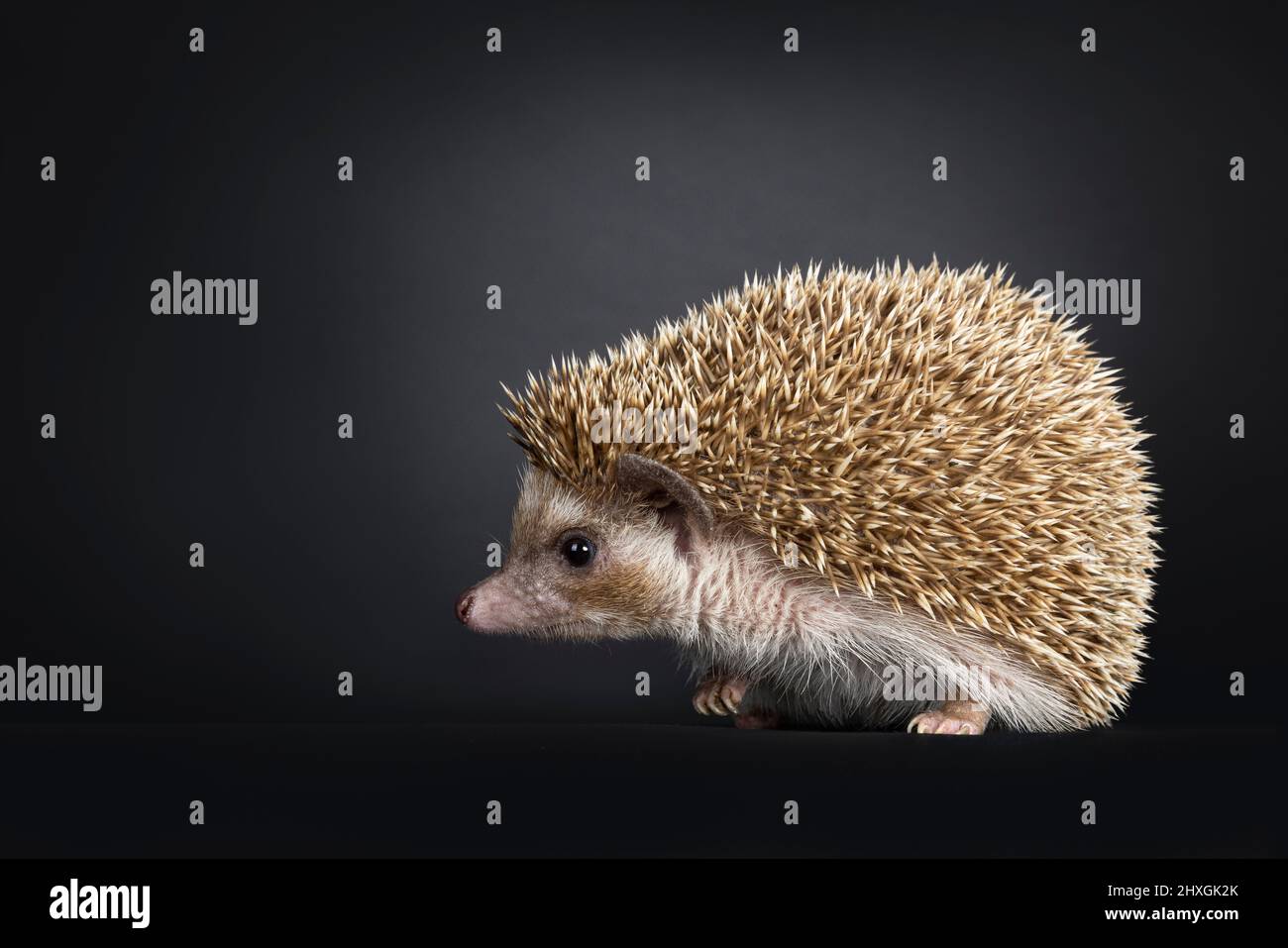 Eichen-brauner Pygmäe-Igel, Seitenwege. Blick nach vorne und weg von der Kamera. Isoliert auf schwarzem Hintergrund. Stockfoto