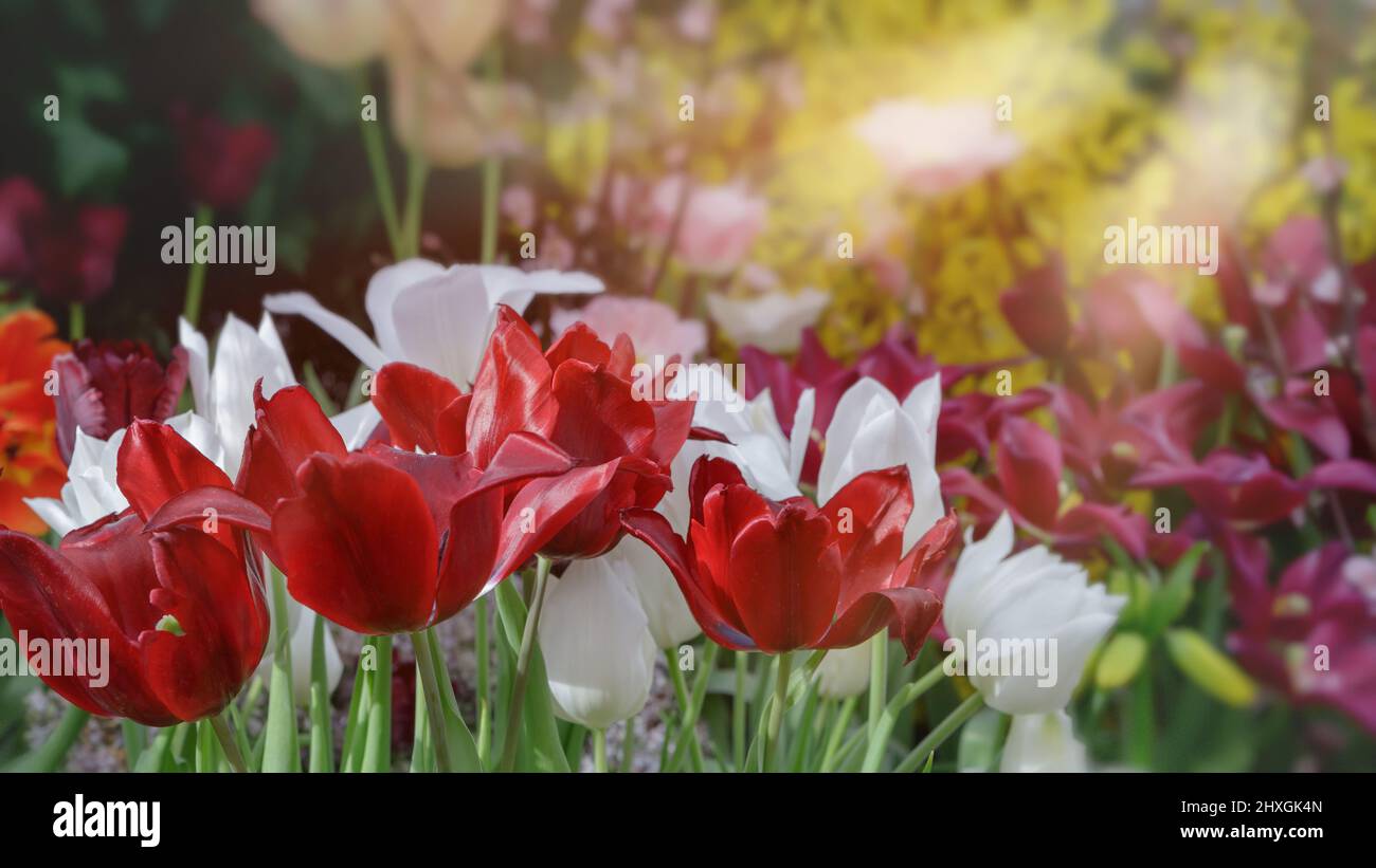 Rote und weiße Tulpen in sanftem Licht auf einem unscharfen Hintergrund mit Platz für Text. Tulpenhohlands blüht im Frühjahr im Gewächshaus. Blumenbanner für f Stockfoto