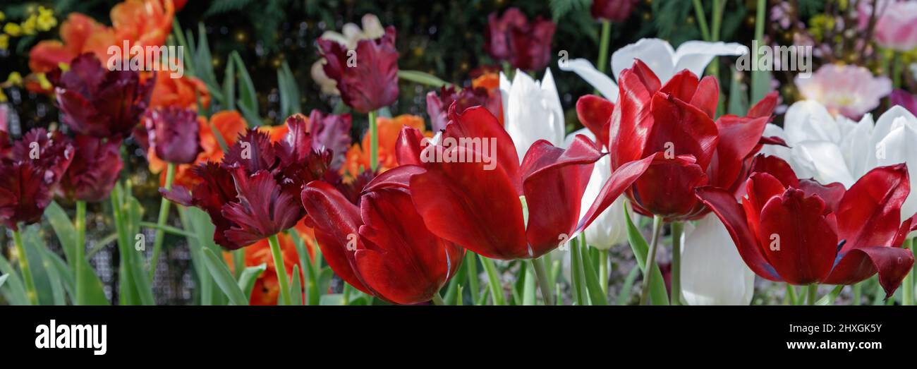 Rote und weiße Tulpen in sanftem Licht auf einem unscharfen Hintergrund mit Platz für Text. Tulpenhohlands blüht im Frühjahr im Gewächshaus. Blumenbanner für f Stockfoto