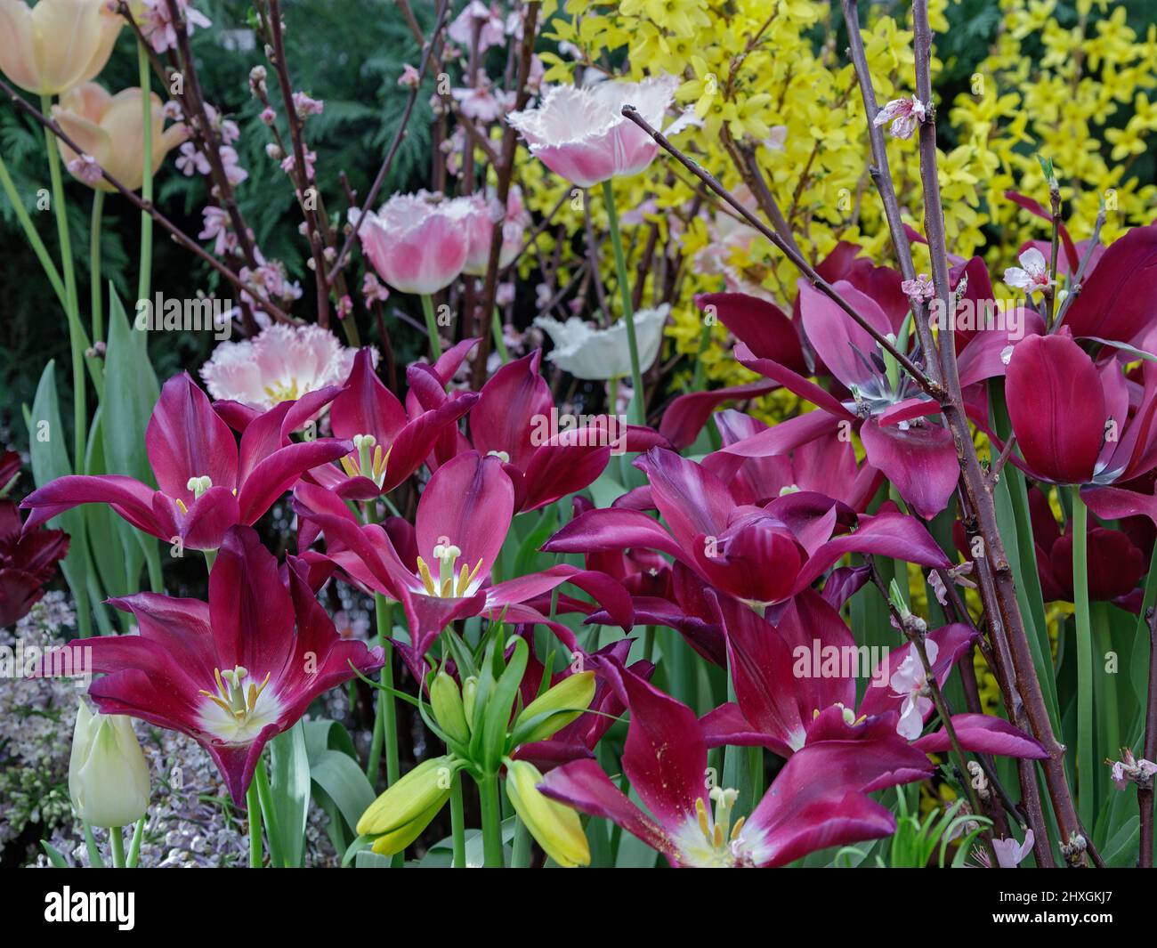Tulpen in sanftem Licht auf einem unscharfen Hintergrund mit Platz für Text. Tulpenhohlands blüht im Frühjahr im Gewächshaus. Blumenbanner für Floristen Shop. Stockfoto