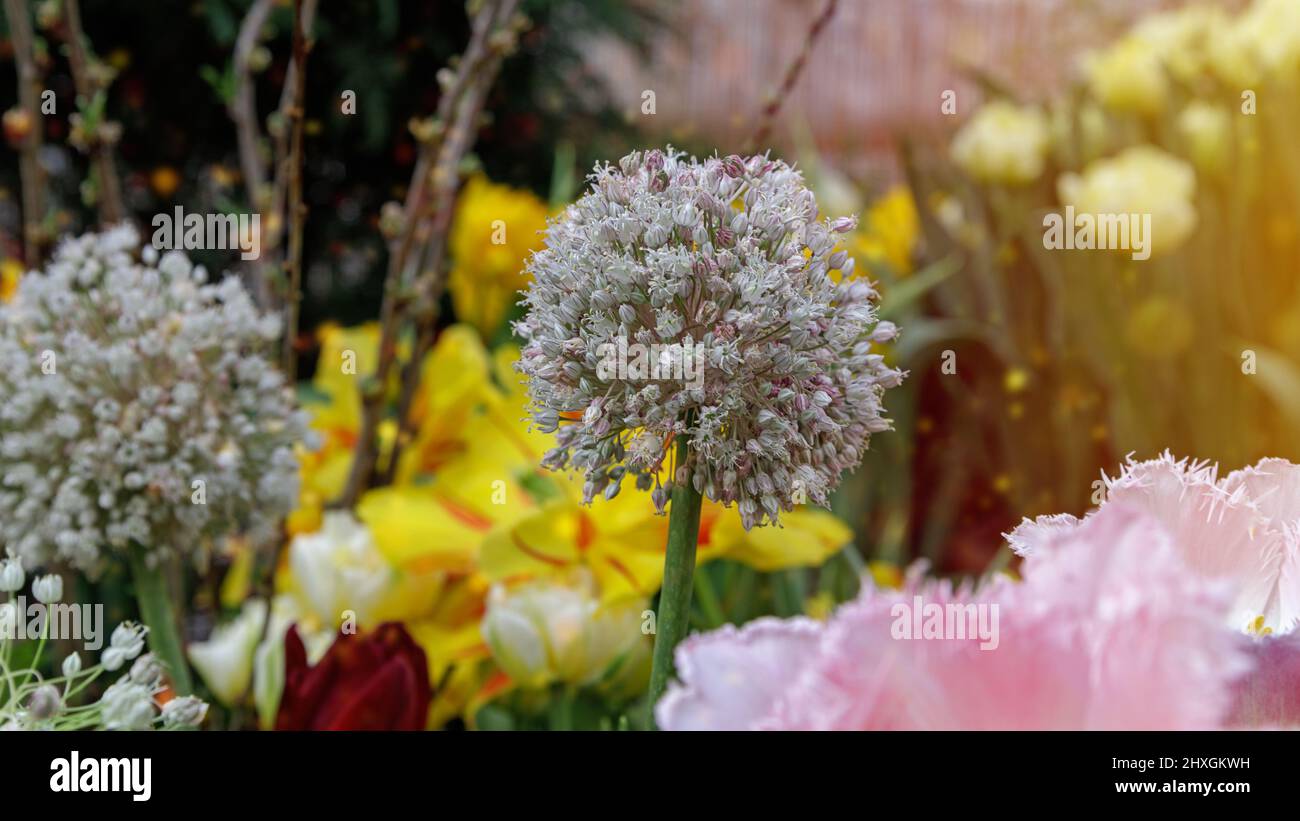 Dekorative Zwiebel im Frühlingsgarten, sanfter natürlicher Hintergrund. Stockfoto