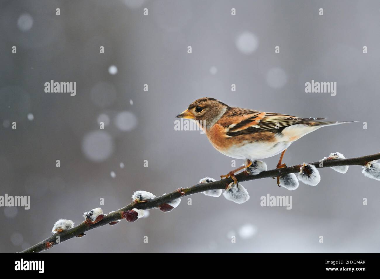 Schönes Brambling (Fringilla montifringilla), fotografiert im Winter während eines Schneefals. Stockfoto
