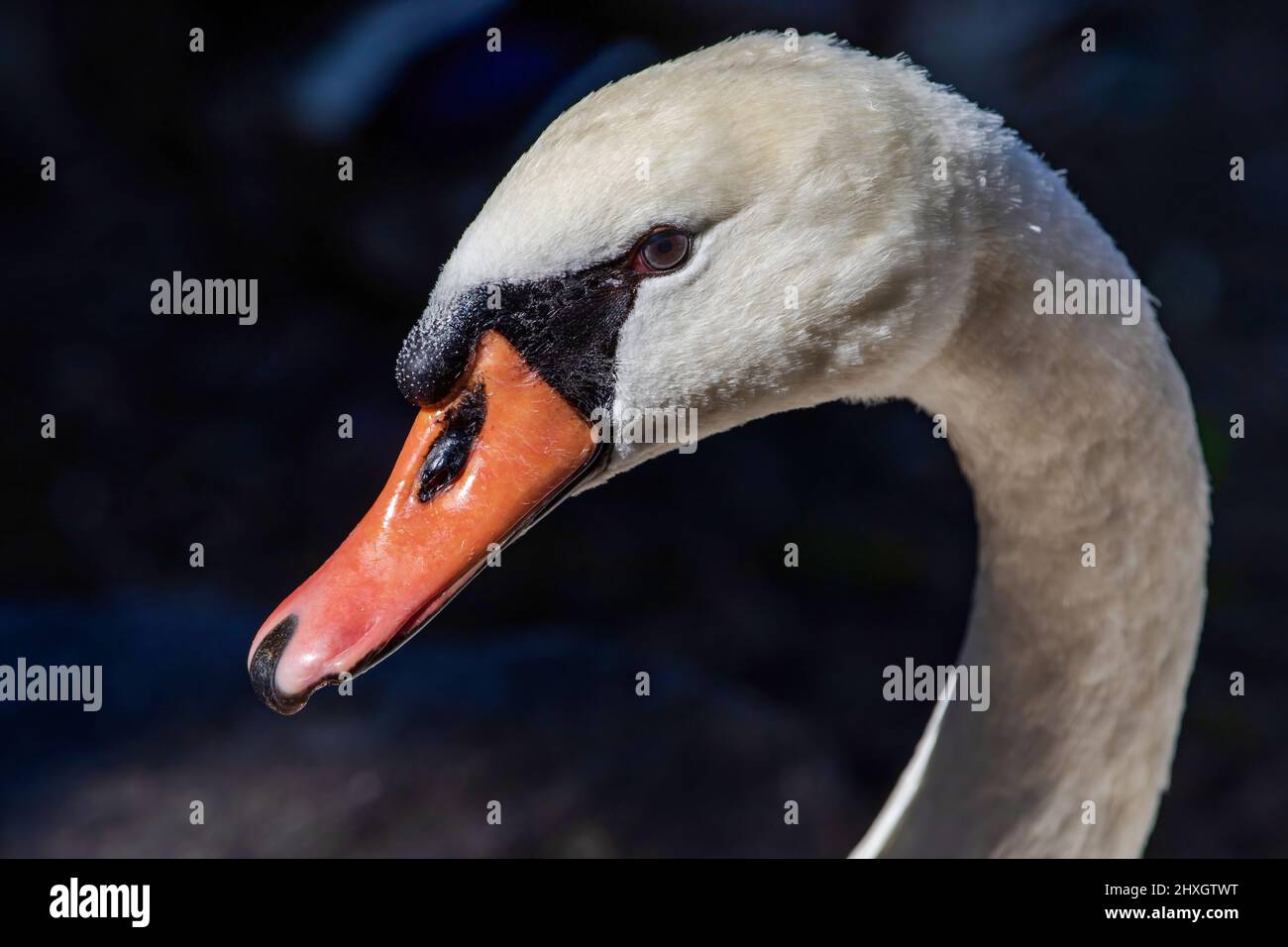 Ein Nahaufnahme-Porträt eines Mute Swan mit einem schönen grauen Auge und schöner Bill-Struktur und Federdetails. Stockfoto