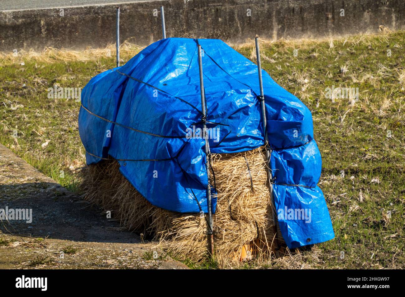 Frisch geerntetes Heu bedeckt mit blauer Plane auf einem kleinen Bauernhof Stockfoto
