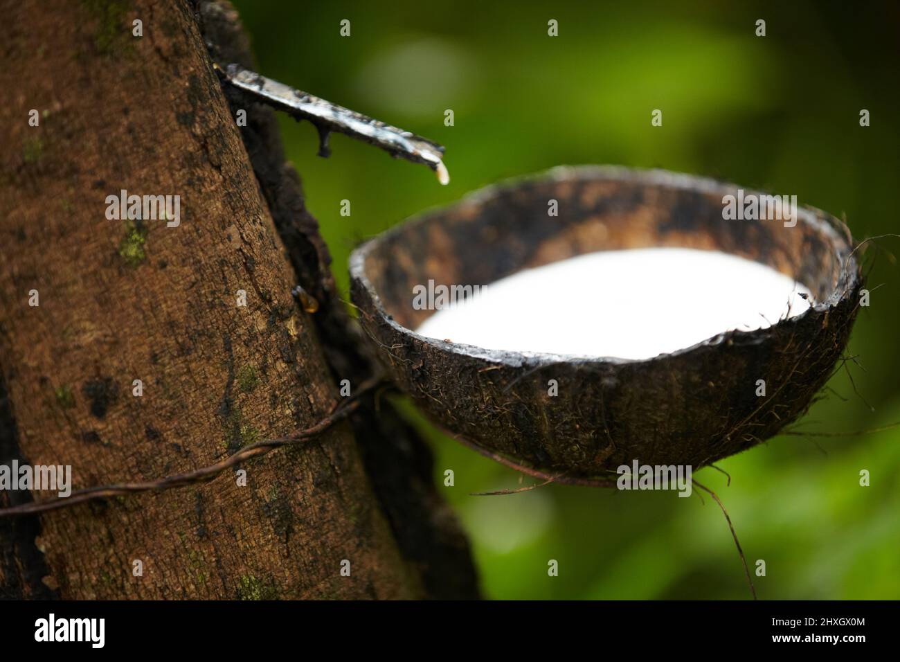 Ein Geschenk der Natur. Nahaufnahme einer Schale mit einem von einem Baum gezapften Gummi. Stockfoto