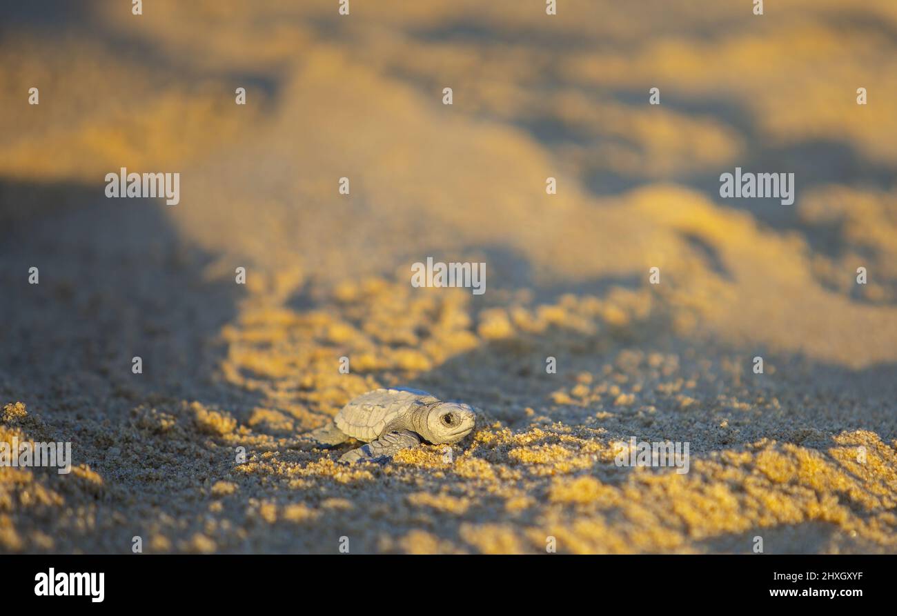 Im Pueblo Bonita Resort Quivera im Pazifischen Ozean werden Schildkröten freigesetzt Stockfoto