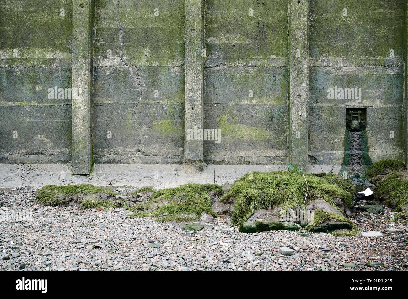 Kleine Abwasserabfluss an der Wand des Ufers der themse in london mit Algen und Kieselsteinen Stockfoto