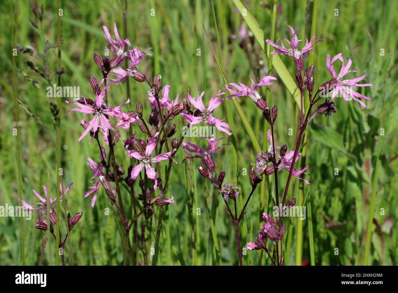 Zerlumpter Rotkehlchen (Lychnis flos -cuculi) auf einer Weide, Lothians, Schottland Stockfoto