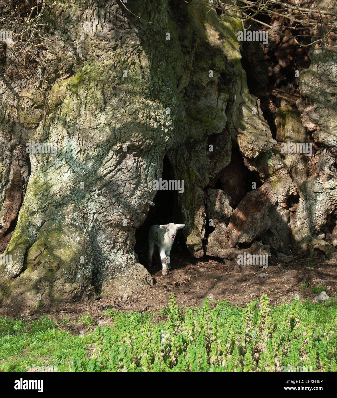 Osterlamm und die Champion Bowthorpe Oak - jung und alt Stockfoto