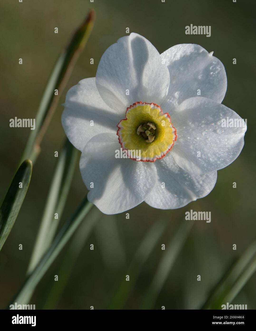 Morgentau auf Narcissus „Capability Brown“ Stockfoto