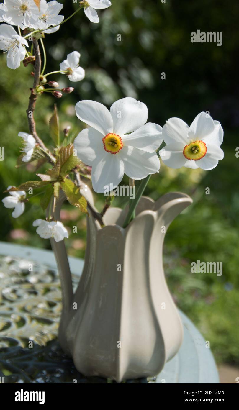 Ostergide weiße Blüten Stockfoto