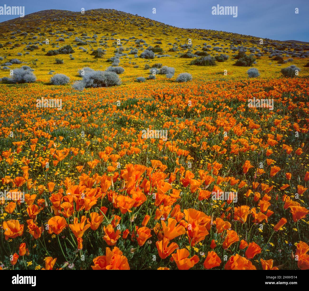 California Poppies, Goldfields, Antelope Valley California Poppy Reserve, Kern County, Kalifornien Stockfoto