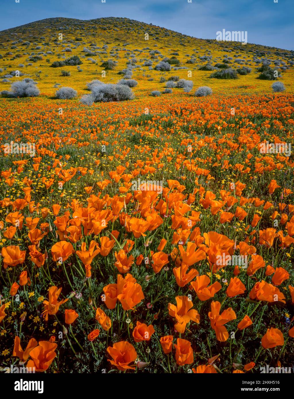 California Poppies, Goldfields, Antelope Valley California Poppy Reserve, Kern County, Kalifornien Stockfoto