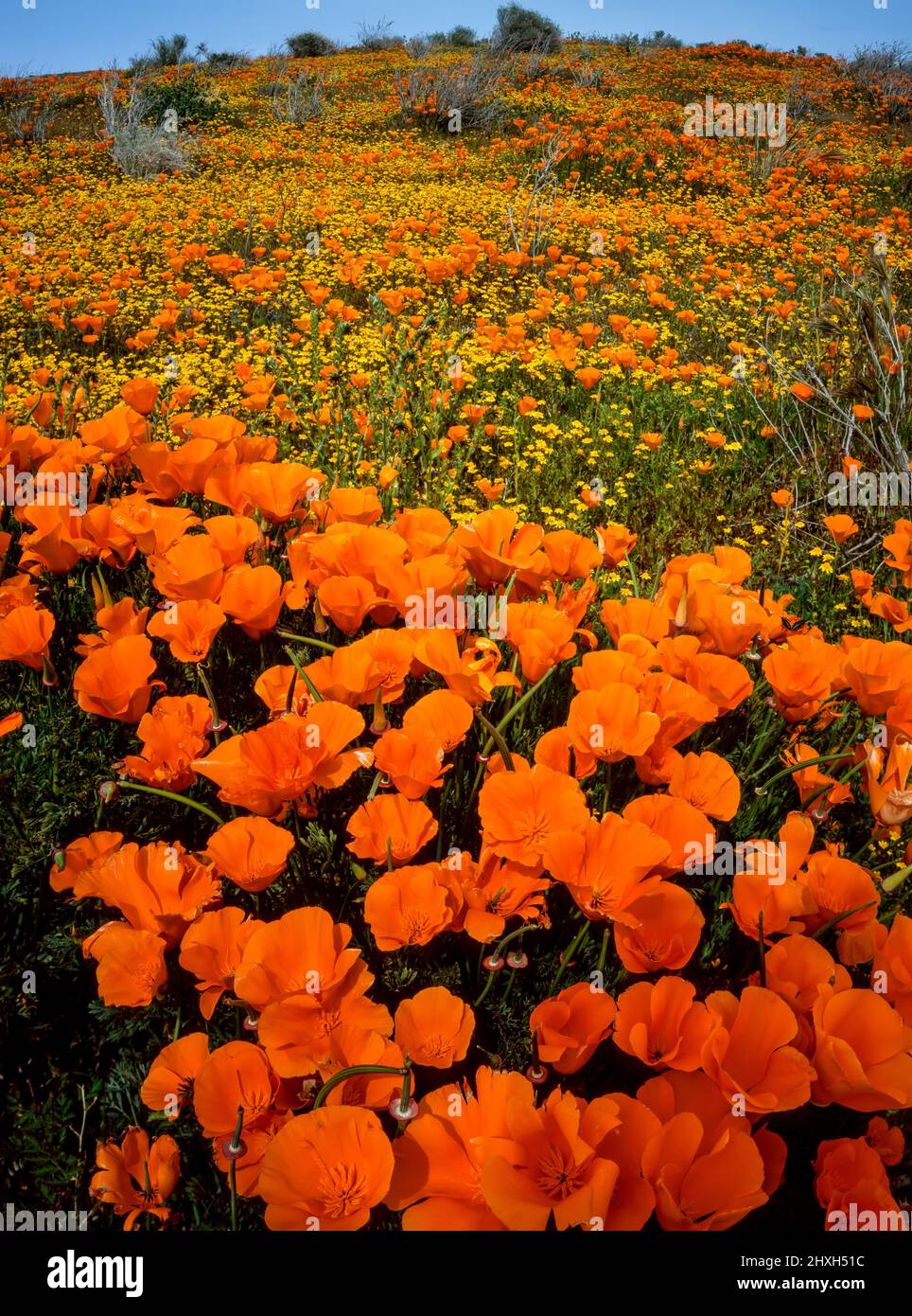 California Poppies, Goldfields, Antelope Valley California Poppy Reserve, Kern County, Kalifornien Stockfoto