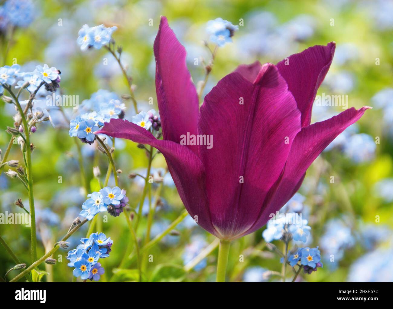 Tulipa 'Purple Dream' in einem Meer von Vergissmeinnicht Stockfoto