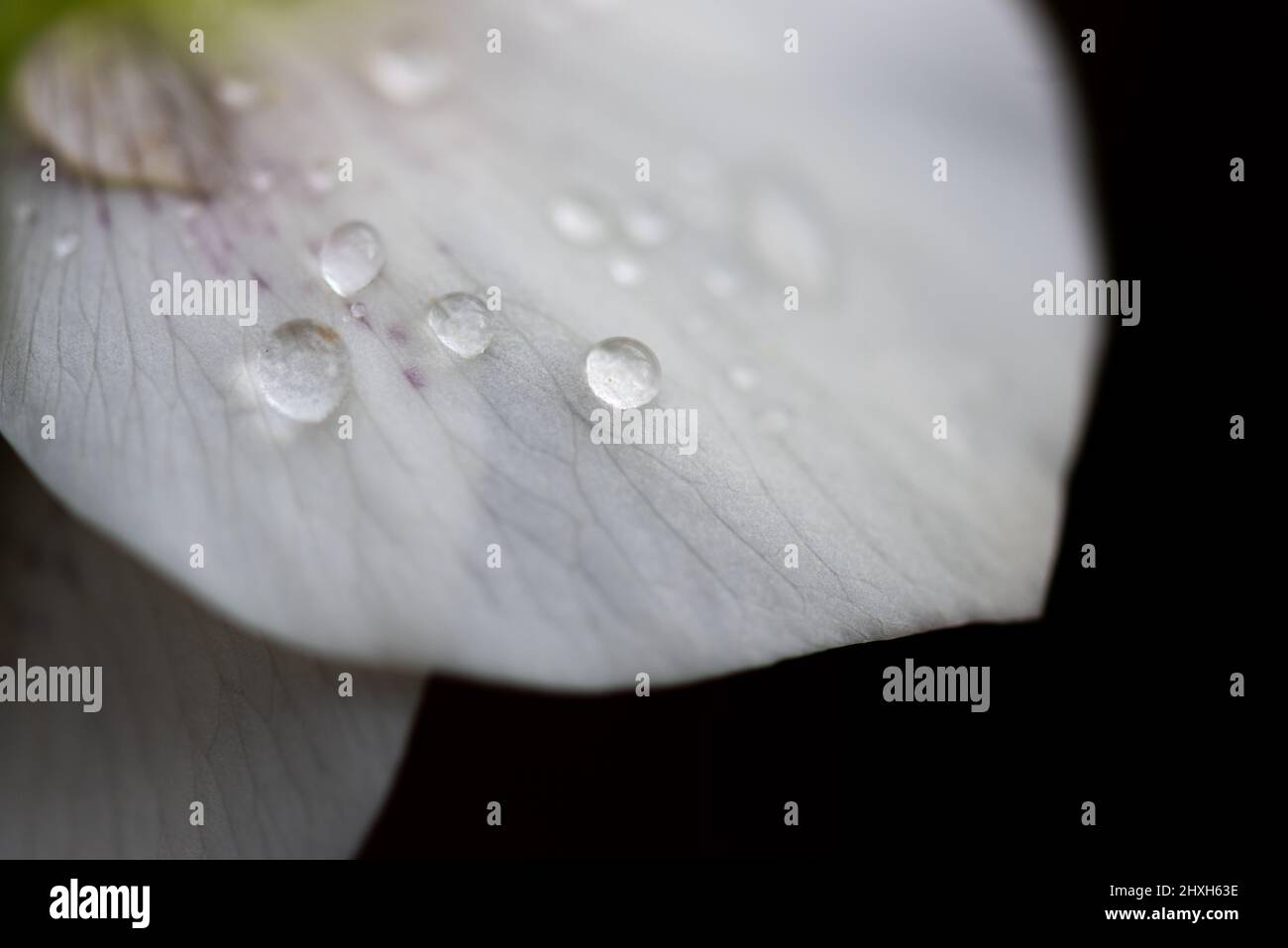 Nahaufnahme von Makrodetails von Regentropfen aus weißer Frühlingsblume auf schwarzem Hintergrund Stockfoto