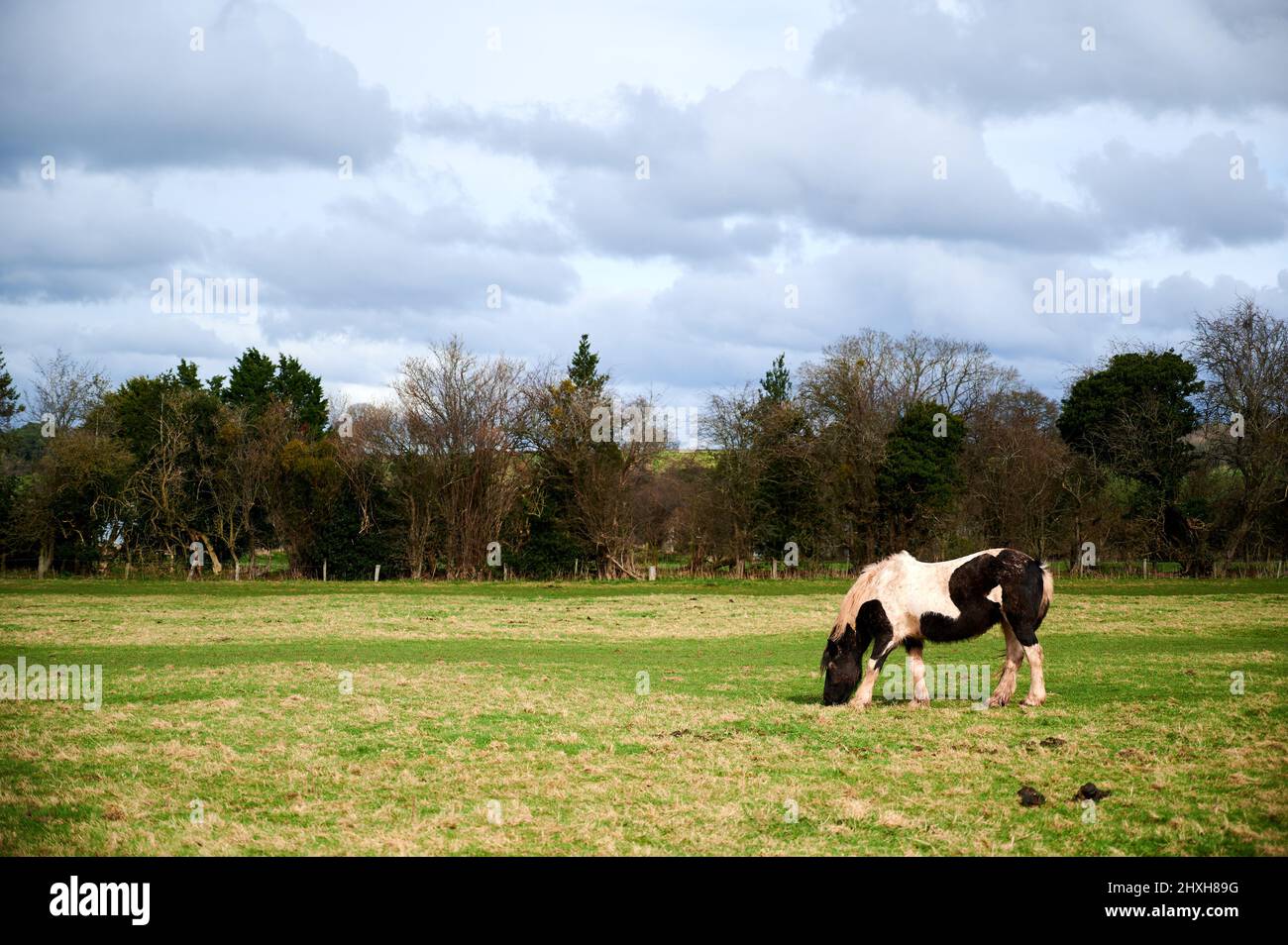 Ein einziges schwarz-weißes Pferd, das an bewölktem Tag Gras auf einem Feld frisst Stockfoto