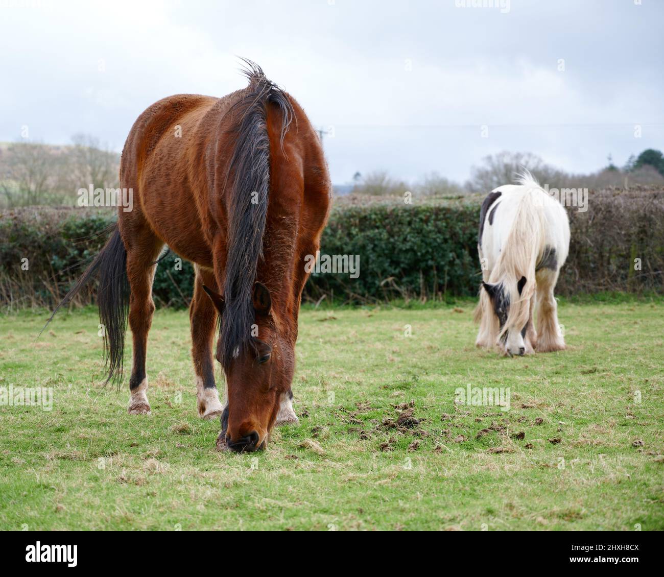 Zwei Pferde essen Gras auf einem Feld an bewölktem Tag Stockfoto