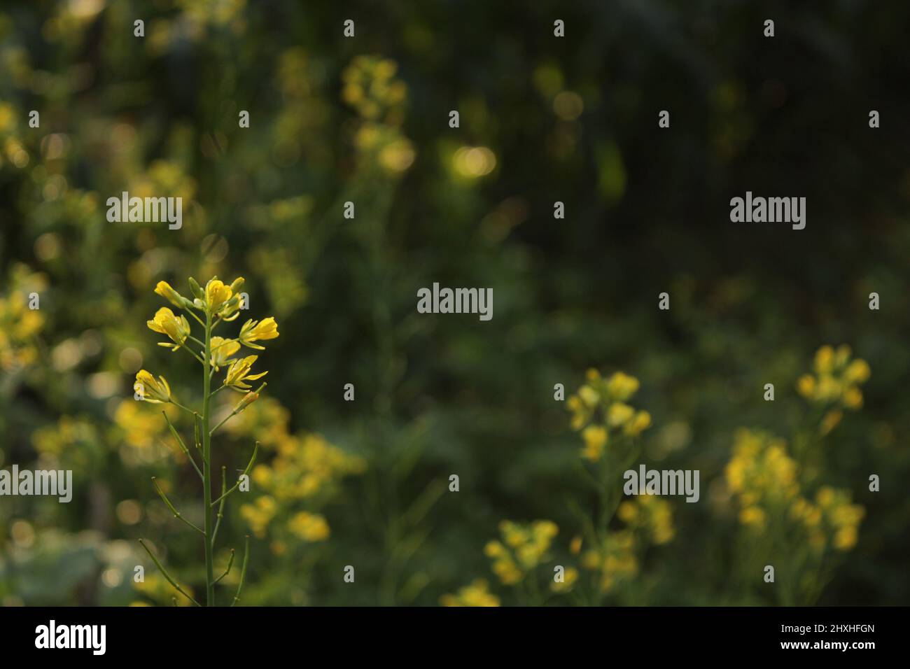 Senfpflanzenblume Stockfoto