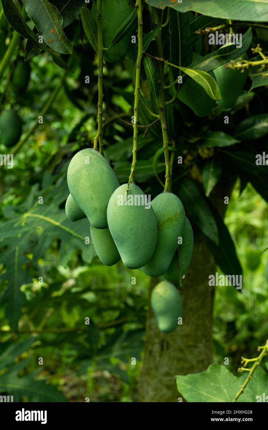 Mangos sind nicht nur eine köstliche tropische Frucht, sondern auch gesund! Mangos schmecken frisch und reich mit einer würzigen und exotischen Nuance. Mangos sind köstlich Stockfoto