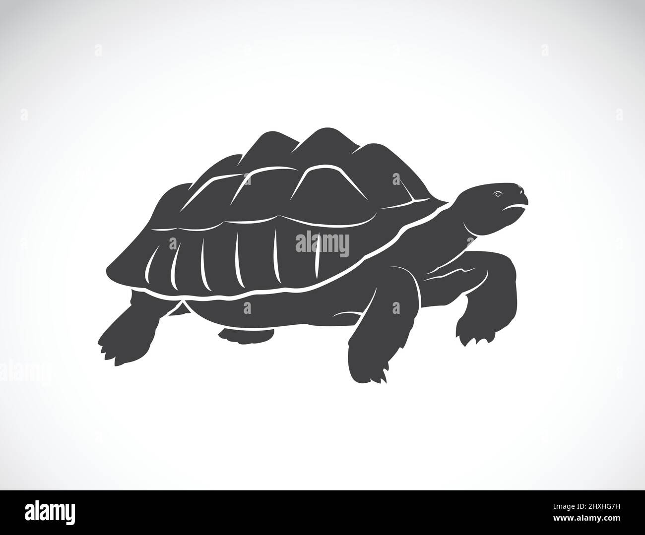 Vektor einer Schildkröte auf weißem Hintergrund. Reptil. Wilde Tiere. (Geochelone sulcata). Leicht editierbare Vektorgrafik mit Ebenen. Stock Vektor