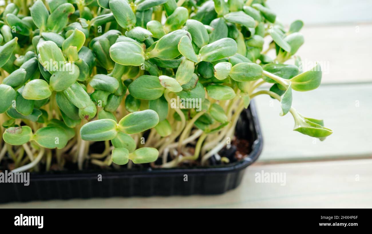 Microgreen Sprossen, die zu Hause angebaut werden Stockfoto