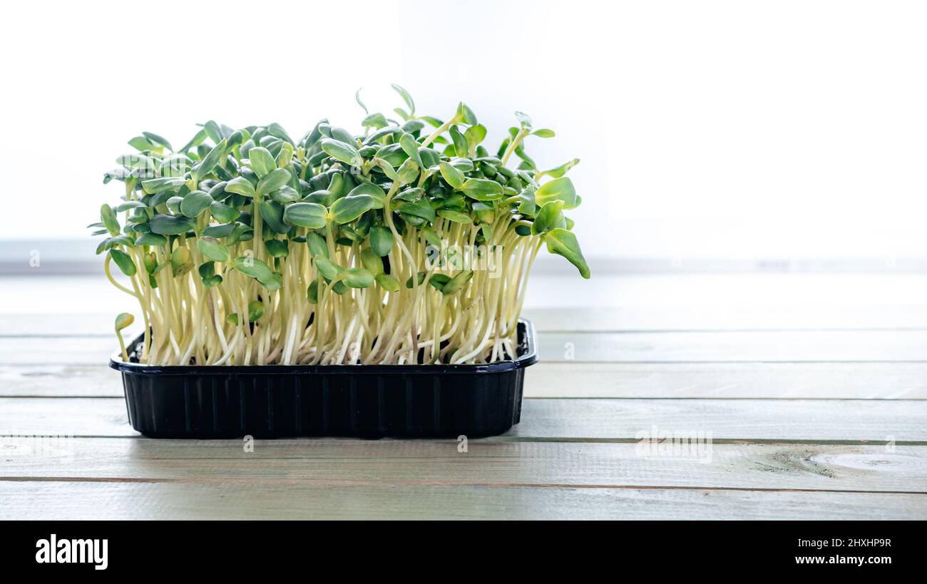 Microgreen Sprossen, die zu Hause angebaut werden Stockfoto