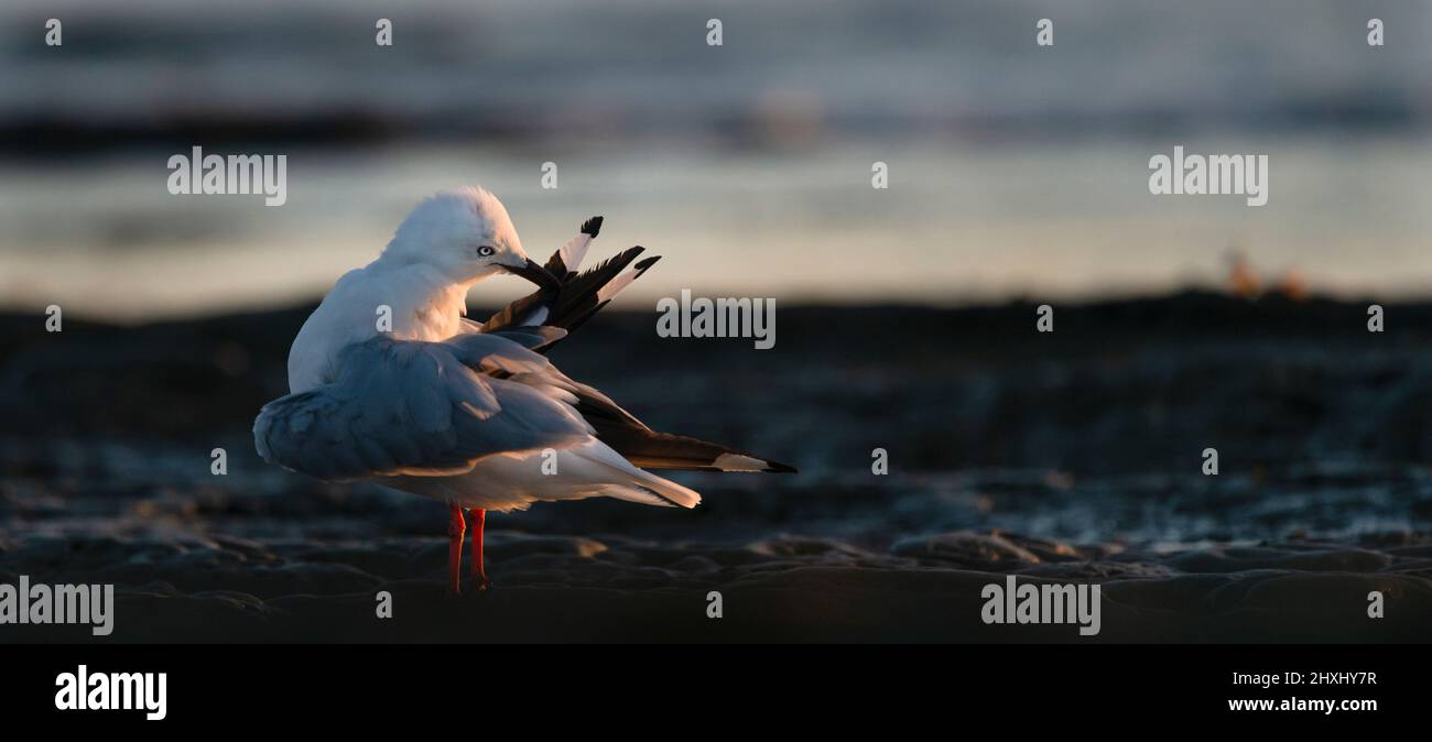 Die hinterleuchtete Möwe, die bei Sonnenaufgang ihre Flügelfedern aufreibt, Panorama-Format. Stockfoto