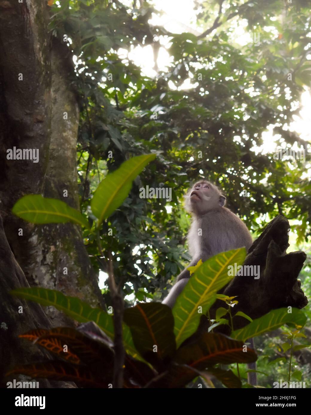 Ein Makake blickt in Balis Heiligtum des Heiligen Monkey Forest in den Himmel Stockfoto