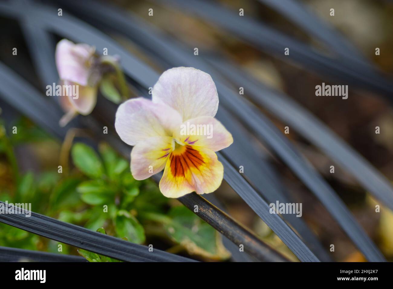 pansy, johnny springen auf Stockfoto