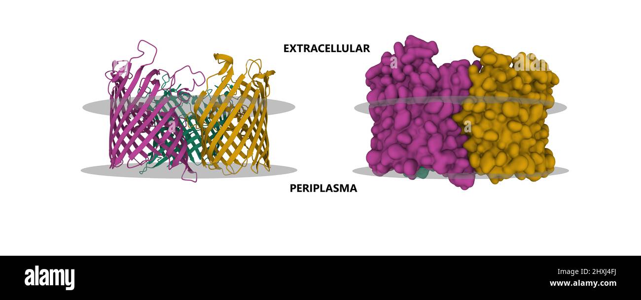 Struktur des äußeren Membranproteins PorB aus Neisseria meningitidis mit einer vermeintlichen Membran dargestellt. 3D Cartoon- und Gaußsche Oberflächenmodelle, PDB 3vzt Stockfoto