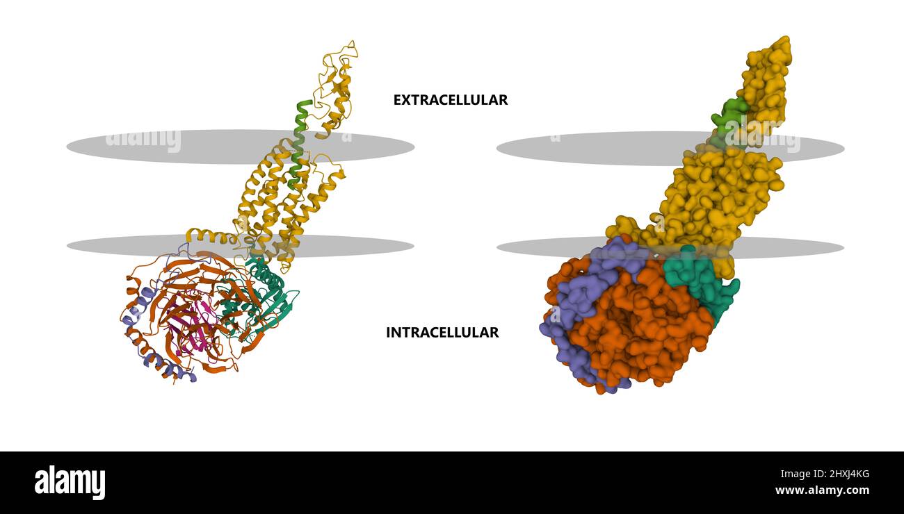Humaner Sekretin-Rezeptor (hellgrün) (hellbraun) GS-Komplex mit einer vermeintlichen Membran dargestellt. 3D Cartoon- und Gaußsche Oberflächenmodelle, PDB 6wi9 Stockfoto