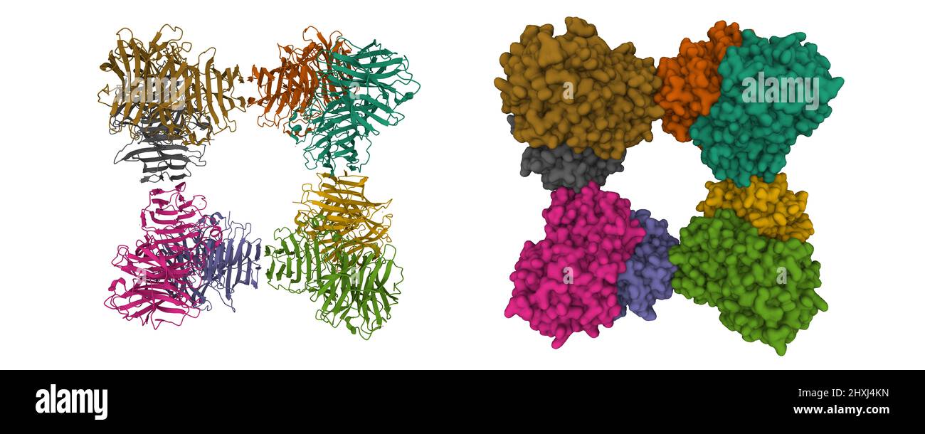 Struktur des Octamers Saccharomyces cerevisiae invertase. 3D Cartoon- und Gaußsche Oberflächenmodelle, Farbgebung mit kette-id, PDB 4eqv, weißer Hintergrund Stockfoto
