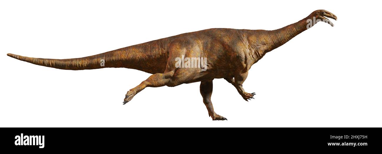 Plateosaurus, Dinosaurier aus der späten Trias, isoliert auf weißem Hintergrund Stockfoto
