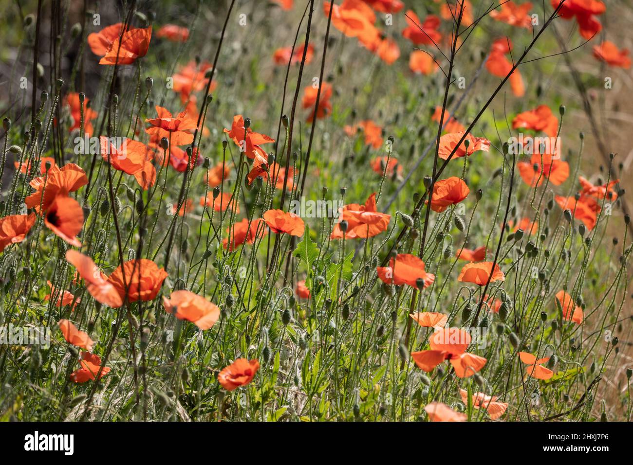 Wiese voller roter Mohnblüten in Blüte, Pflanzen in der Familie: Papaveraceae. Stockfoto