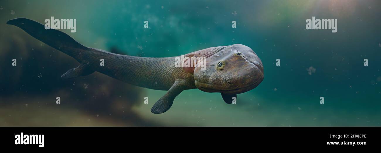Tiktaalik, ausgestorbene Übergangsart zwischen Fisch und Beinen aus der späten Devonenzeit Stockfoto