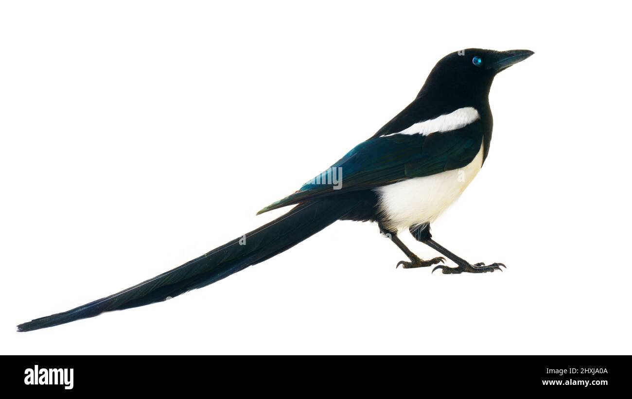 Europäische Elster (Pica pica) ist weit verbreitet. Überall hat es einen umfangreichen kulturellen Hintergrund: Diebische Elster, gesprächige Frau, Trägerin von Gossi Stockfoto