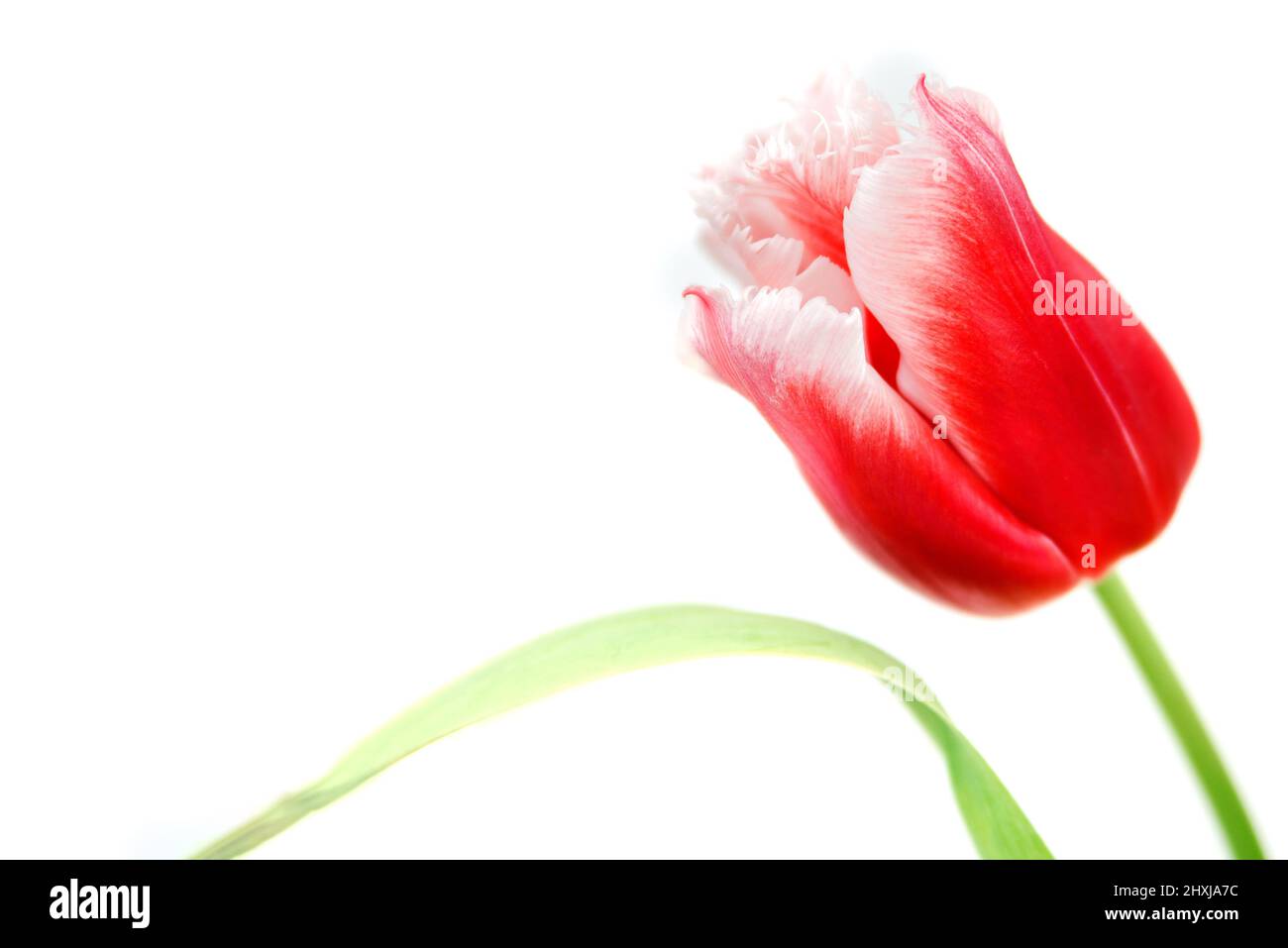 Eine rote Tulpe auf weißem Hintergrund in Nahaufnahme, Frühling Stockfoto