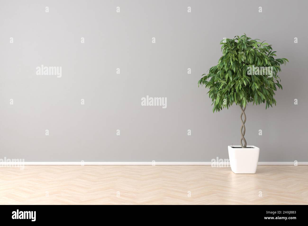 Großer Zimmeraufbau. Ein Ficus-Baum in einem leeren Raum mit Hartholzboden und einer leeren Wand. Stockfoto