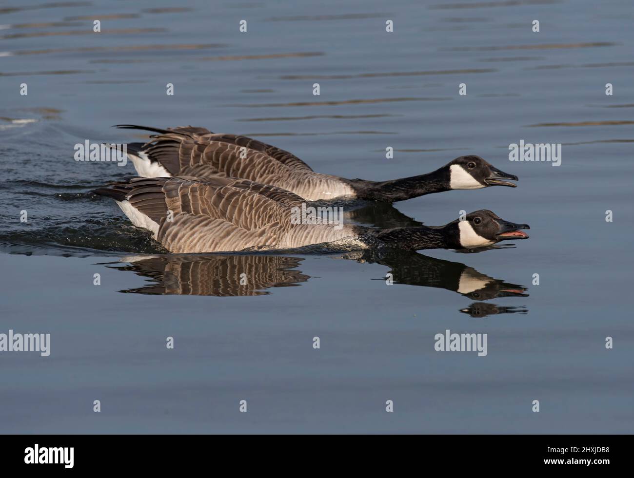Zwei Kanadagänse, Branta canadensis, schwimmend, in einem Teich, Lancashire, VEREINIGTES KÖNIGREICH Stockfoto